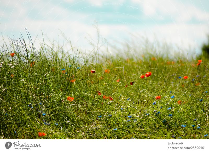 Grass does not grow faster when you pull it Sky Clouds Summer Beautiful weather Flower Meadow Müritz Growth Authentic Fresh pretty Positive Green Moody Idyll