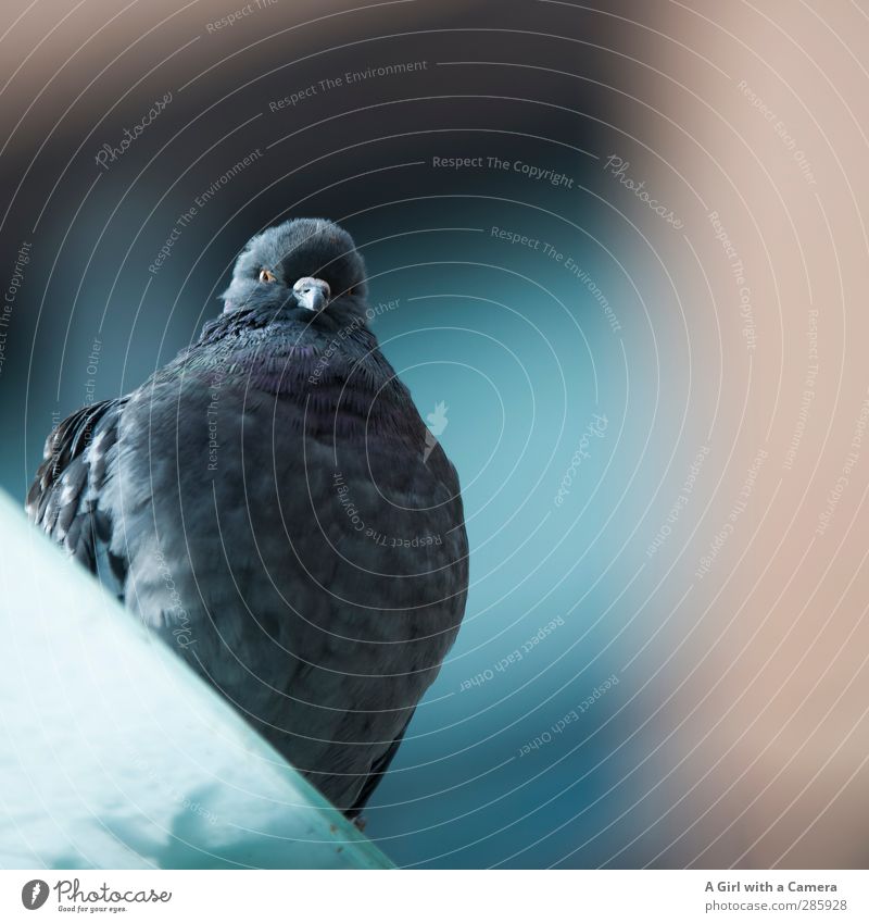 Hey baby Animal Bird Pigeon 1 Baby animal Sit Fat Free Friendliness Natural Curiosity Blue Subdued colour Exterior shot Close-up Deserted Copy Space bottom