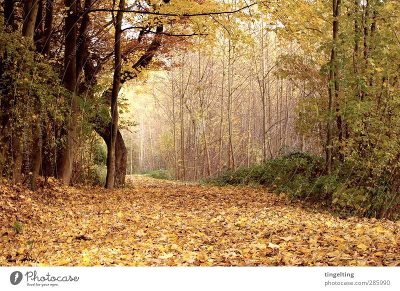 golden Nature Landscape Earth Autumn Tree Leaf Park Forest Faded To dry up Brown Yellow Gold Green To go for a walk Bushes Tree trunk Branch Footpath