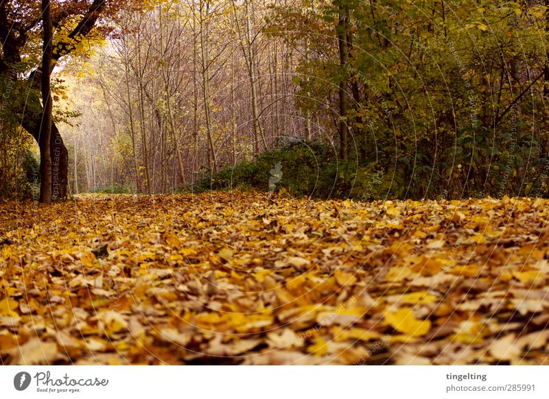 golden II Nature Landscape Earth Autumn Tree Bushes Leaf Park Forest Faded To dry up Brown Yellow Gold Green Footpath Tree trunk Branch To go for a walk