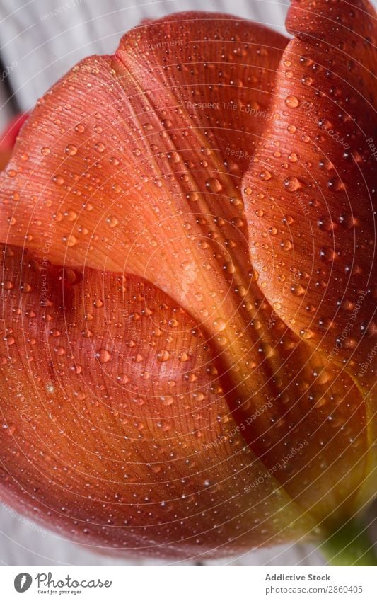 Close up of a tulip petal Arrangement Flower Bouquet bunch Close-up Dew Floral Florist Love Natural Blossom leave Gift Romance romantic selective focus Tulip