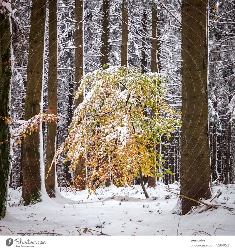 october snow Environment Nature Landscape Autumn Winter Climate Climate change Weather Snow Tree Forest Gold onset of winter Birch tree Leaf Snowscape