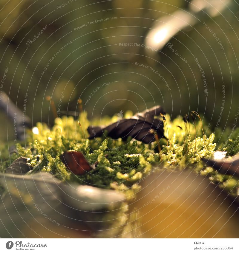 bed of moss Environment Nature Plant Earth Sunlight Autumn Grass Moss Leaf Foliage plant Wild plant Fresh Natural Warmth Brown Green Bog Colour photo