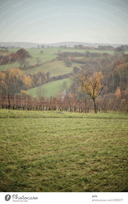 meadows, forests & fields Environment Nature Landscape Plant Sky Autumn Tree Grass Bushes Foliage plant Agricultural crop Wild plant Meadow Field Forest Hill