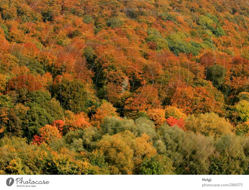 autumnal Environment Nature Landscape Plant Autumn Beautiful weather Tree Bushes Wild plant Forest Mountain Stand To dry up Growth Esthetic Authentic Simple