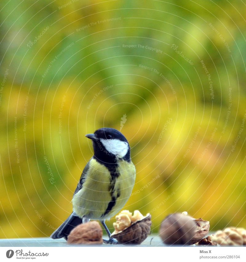 chicken dish Eating Autumn Animal Wild animal Bird 1 Curiosity Timidity Tit mouse Walnut Nut Purloin Foraging Colour photo Multicoloured Exterior shot Close-up