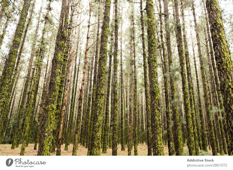 Forest with mossy trees Nature Vacation & Travel Trunk Moss Height Tree Tall Tourism Landscape Hiking Beautiful Park Adventure Green Wild Seasons