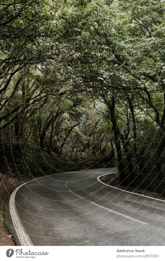 Asphalt countryside road between trees Street Landscape Tree Turn on the lathe Lanes & trails Wood Alley Narrow leading Green way Nature Vantage point