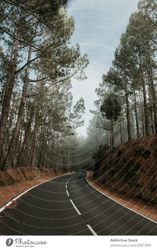 Asphalt countryside road between trees Street Landscape Tree Turn on the lathe Lanes & trails Wood Alley Narrow leading Green way Nature Vantage point