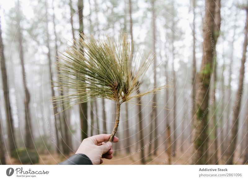 Crop unrecognizable hand showing tree branch Forest Nature Vacation & Travel Branch Evergreen Indicate Tourism Landscape Hiking Beautiful Park Adventure Green