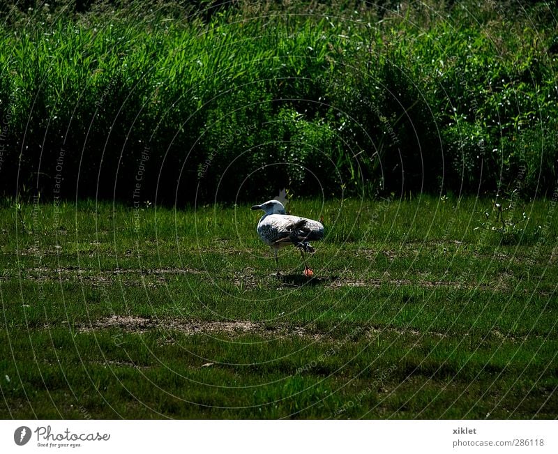 Gull on the river Air Water Field River bank Bird Wing 1 Animal Observe Movement Going Exotic Friendliness Tall Wild Gray Green White Joy Happiness