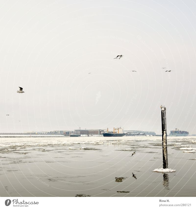 Ice on the Elbe Economy Nature Winter Frost Snow River Hamburg Navigation Container ship Cargo-ship Bird Seagull Flying Authentic Trade Ice floe Colour photo