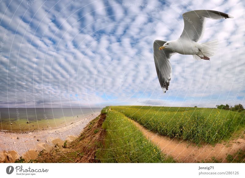 North Sea Coast. Environment Nature Landscape Elements Earth Air Water Sky Clouds Horizon Sun Spring Summer Climate Weather Beautiful weather Wind Hill Waves