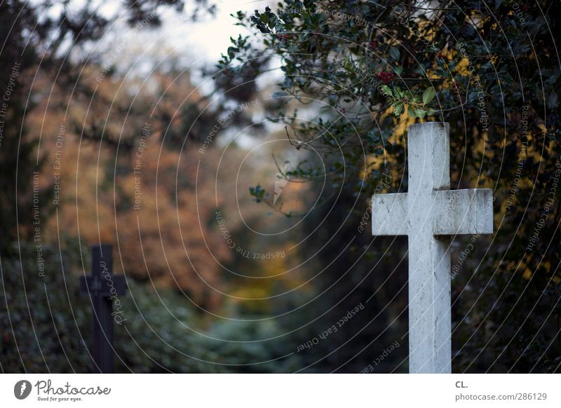 crosses Nature Landscape Autumn Plant Tree Bushes Dark Cold Compassion To console Belief Sadness Grief Death Religion and faith Infinity Decline Past Transience