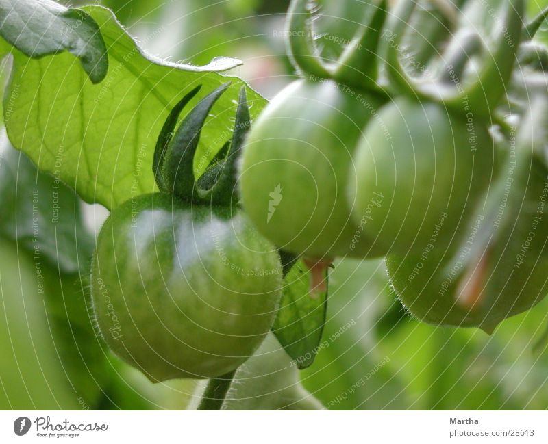 Waiting for the tomatoes Maturing time Blossom Leaf Fertile Healthy Tomato Vegetable Growth Mature fruit stalk Agriculture