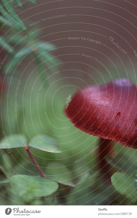 In the woods, there's mushrooms. Mushroom Mushroom cap Automn wood Forest Woodground Attentive poisonous mushroom Forest atmosphere November mood Growth