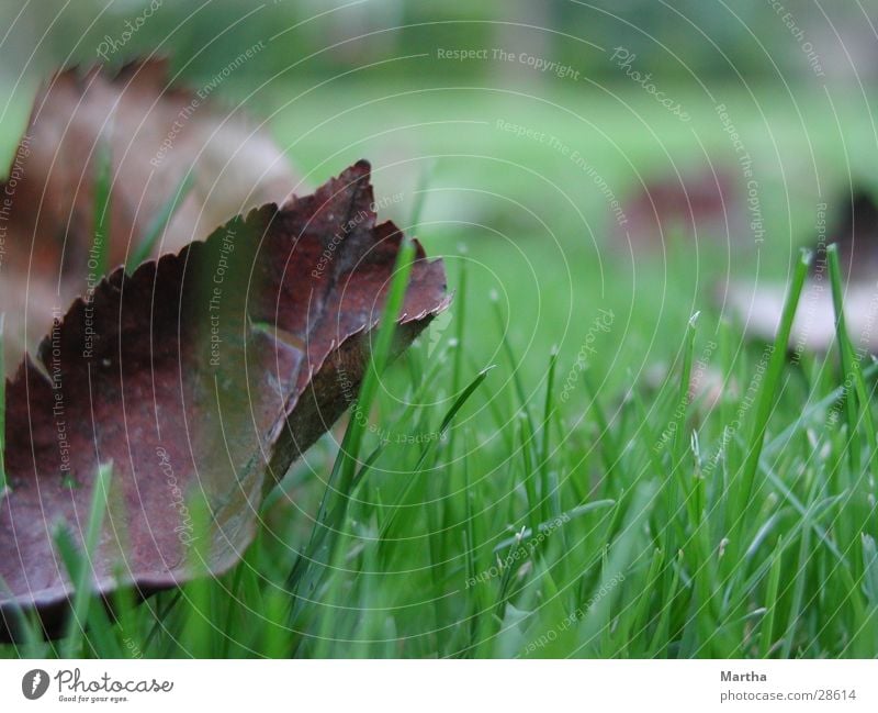 autumn leaf Leaf Grass Meadow Autumn Blade of grass Lawn Moody