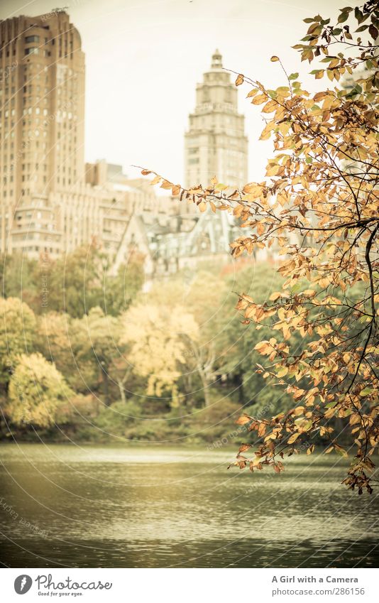 In the park Autumn Tree Park Pond New York City Tourist Attraction Central Park Beautiful Brown Multicoloured Autumn leaves Autumnal Subdued colour