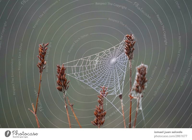 spider web on the flower Spider's web Internet Net Flower Plant Spring Winter Garden Nature Rain Drop Bright Glittering Exterior shot Abstract Consistency