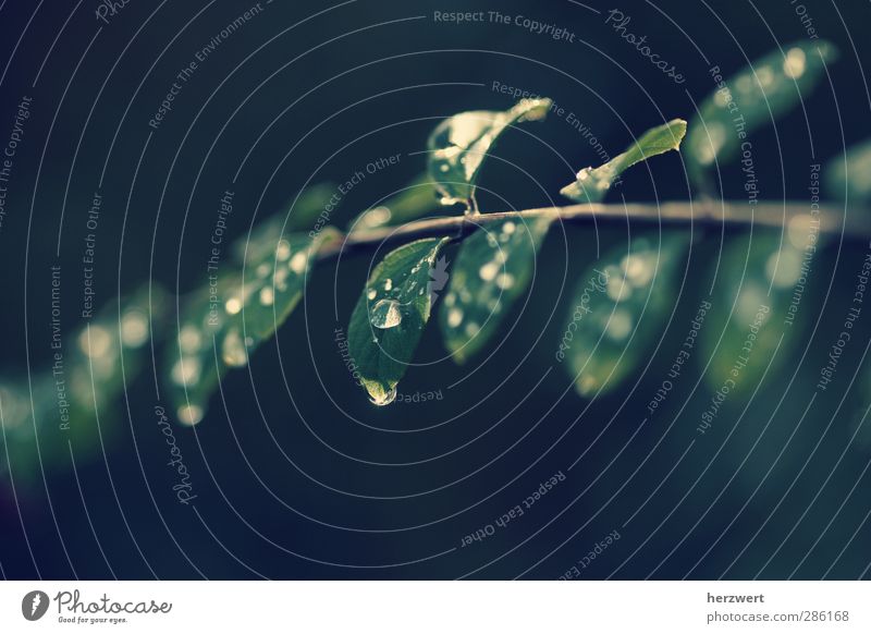 November rain Environment Nature Plant Animal Drops of water Emotions Rain November mood Subdued colour Exterior shot Macro (Extreme close-up) Deserted