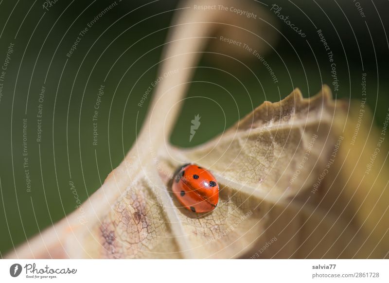 sun beetle Environment Nature Autumn Plant Leaf Rachis Animal Beetle Ladybird Seven-spot ladybird 1 Crawl Cute Above Positive Yellow Green Orange Break