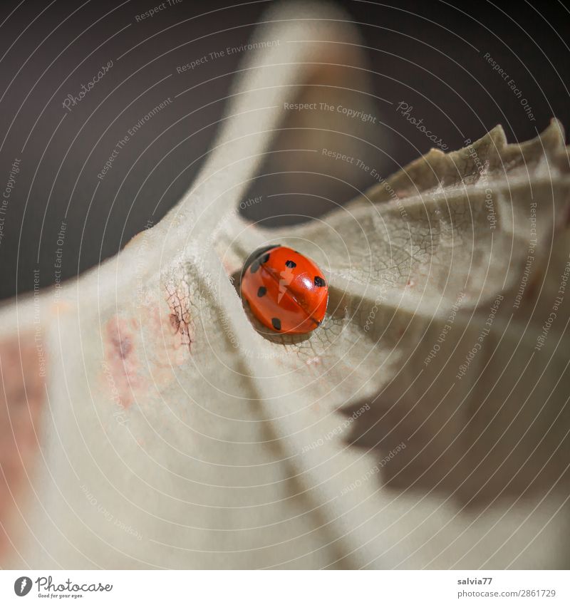 leaf veins Environment Nature Plant Leaf Rachis Animal Beetle Insect Ladybird Seven-spot ladybird 1 Crawl Small Happy Break Protection Symmetry Transience