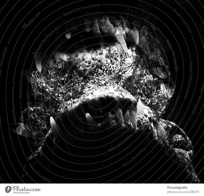 dangerous Zoo Animal Water Wild animal Animal face Aquarium 1 Aggression Threat Black Crocodile Set of teeth Muzzle Black & white photo Interior shot