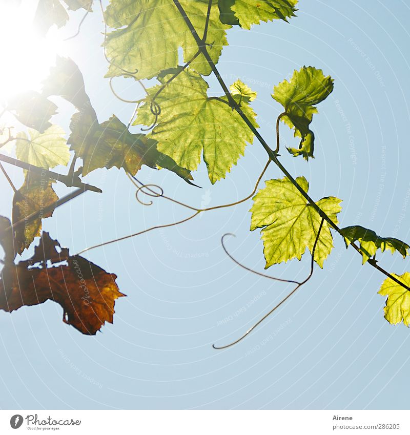 gleaning Wine Nature Plant Autumn Leaf Foliage plant Agricultural crop Creeper Vine Vine tendril Field Hang Growth Blue Green Happiness Joie de vivre (Vitality)