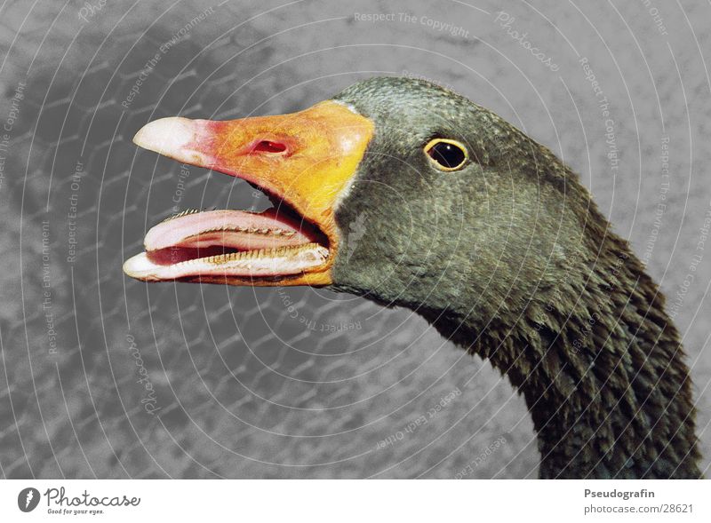 *creatic* Farm animal Bird Animal face 1 Scream Goose Beak Tongue Neck Colour photo Subdued colour Exterior shot Deserted Neutral Background Animal portrait