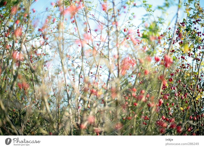 the secret garden Environment Nature Plant Summer Autumn Beautiful weather Bushes Wild plant Dog rose Rose hip Garden Park Growth Blue Green Red Overgrown