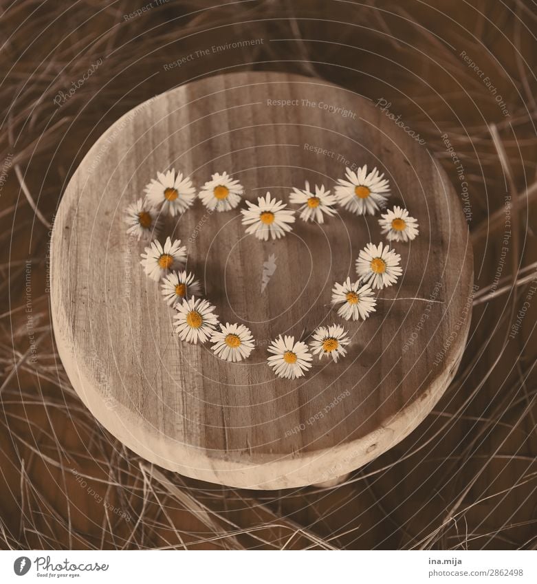 <3 Environment Nature Spring Summer Autumn Plant Flower Blossom Wild plant Daisy Kitsch Odds and ends Wood Heart Trust Sympathy Friendship Together Love