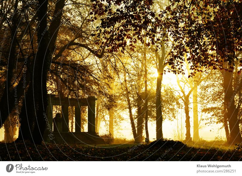 "Tell me where the flowers are". Under old trees stands in the a monument in the morning light glows haze and gives the area a special oppressive flair. Autumn