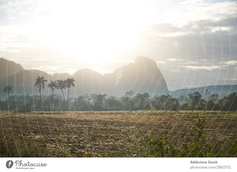 Countryside road on field near palms and hills Street Landscape Field Hill Palm of the hand Cuba Picturesque Lanes & trails Meadow Sun Cliff Sky Clouds Blue