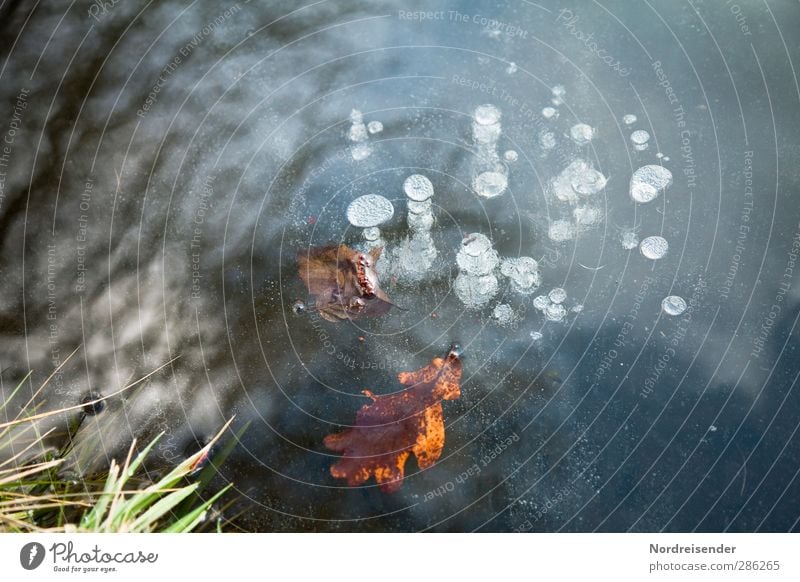 captive Nature Plant Water Autumn Winter Ice Frost Grass Pond Lake Freeze Blue Multicoloured Variable Climate Pure Calm Senses Stagnating Time Autumn leaves