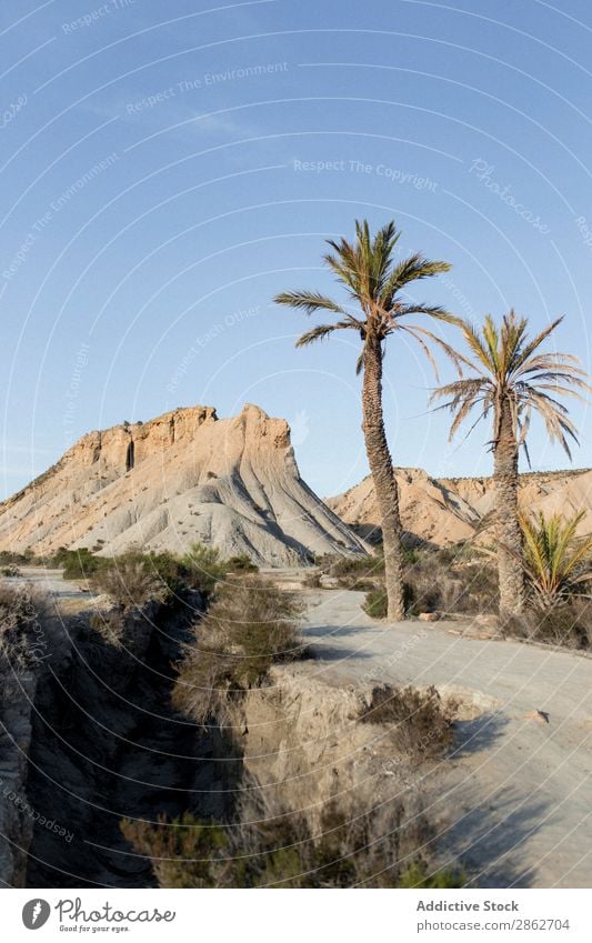 Palms growing at dune Palm of the hand Dune Tourism Tree Vacation & Travel Sand Nature Landscape Beautiful Desert Dry Sunbeam Beach Adventure Coast seascape