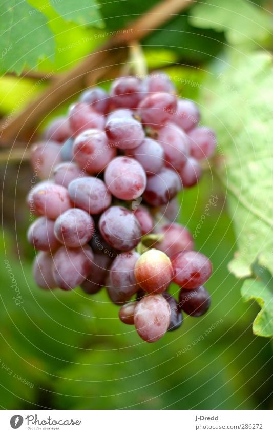 grapes Environment Nature Plant Leaf Agricultural crop Hill Contentment Colour photo Multicoloured Exterior shot Day Light Blur Central perspective