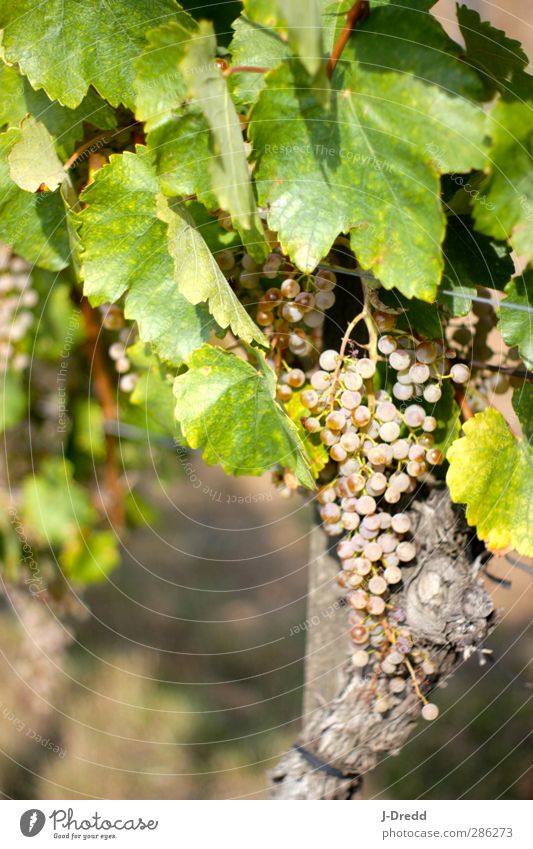 vine Environment Nature Plant Leaf Agricultural crop Services Style Colour photo Multicoloured Exterior shot Deserted Day Blur Central perspective