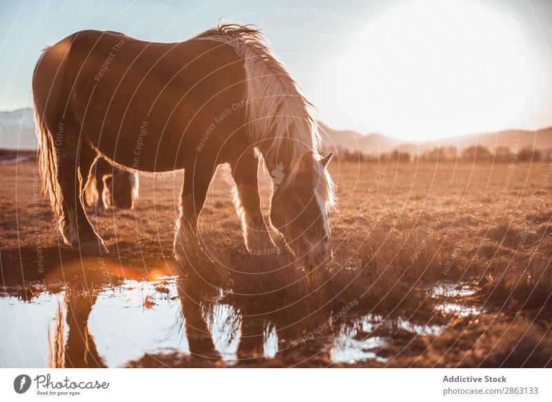 Wild horses pasturing on field near water Horse Water Field cerdanya France Meadow Puddle Hill Beautiful weather Mountain Mane Animal Nature Mammal equine Wet