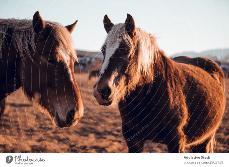 Wild horses pasturing on field near hills Horse Field Hill cerdanya France Meadow Mountain Sunset Beautiful Mane Animal Nature Mammal Beautiful weather equine