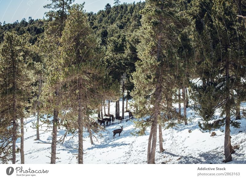 Noble deers near trees between snow Deer Tree Snow Winter Forest les angles Pyrenees France Wild pasturing Beautiful weather Trip Frost Wood Park Seasons Europe