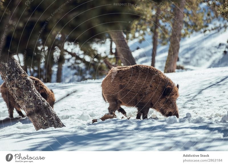 Boars pasturing between trees and snow Tree Snow Winter Forest les angles Pyrenees France Pigs Mountain Wild Herd Picturesque Trip Frost Hill Green Wood Park