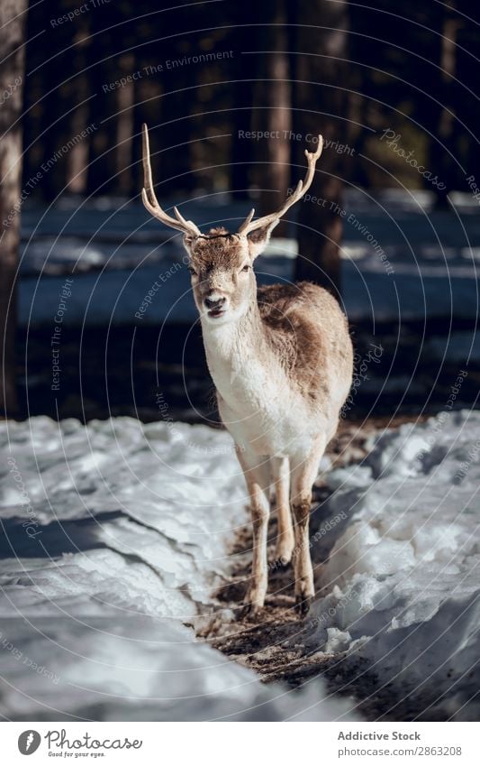 Deer pasturing near trees between snow Tree Snow Winter Forest les angles Pyrenees France Footpath Wild Beautiful weather Trip Frost Green Wood Park Seasons