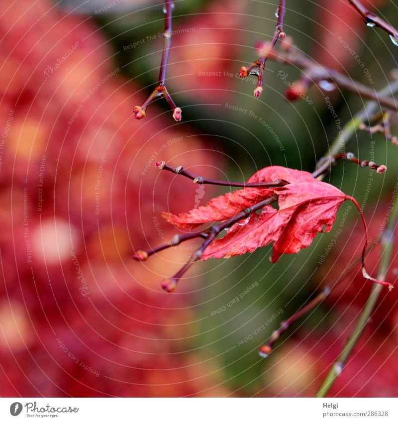 hold on... Environment Nature Plant Autumn Tree Leaf Maple tree Maple leaf Twig Garden Old To hold on Hang To dry up Esthetic Authentic Simple Natural Dry Brown