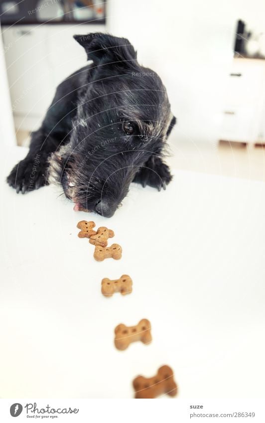 Rolf Minkowsky at table Table Animal Pelt Pet Dog Animal face Paw 1 To feed Exceptional Bright Funny Cute Black White Appetite Idea Creativity Terrier Feed