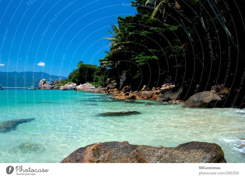 Caribbean Beach Colour photo Exterior shot Deserted Day Deep depth of field Central perspective Ocean Water Blue sky Brazil Nature Landscape Plant