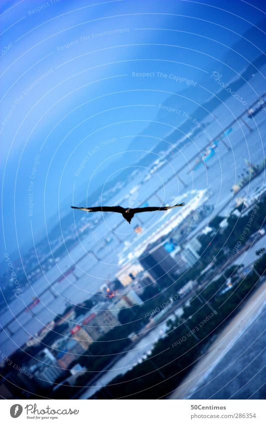 Fly over Rio de Janeiro South America Exterior shot Deep depth of field Clouds plants Bird's-eye view vacation Freedom Dusk Blue Town Ocean Water