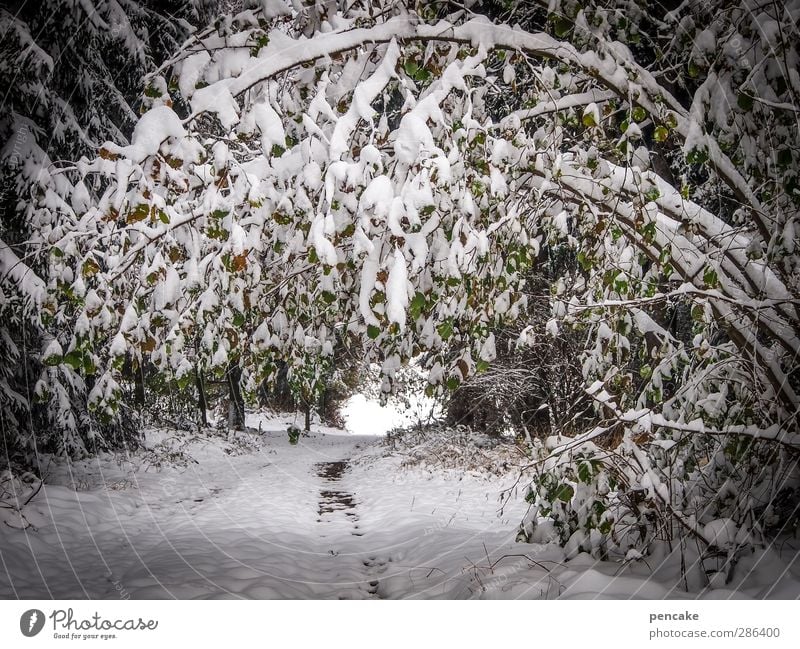 Torment! | Stress test. Nature Landscape Plant Elements Winter Climate change Snow Snowfall Tree Bushes Forest Exceptional Threat White Bend Weight