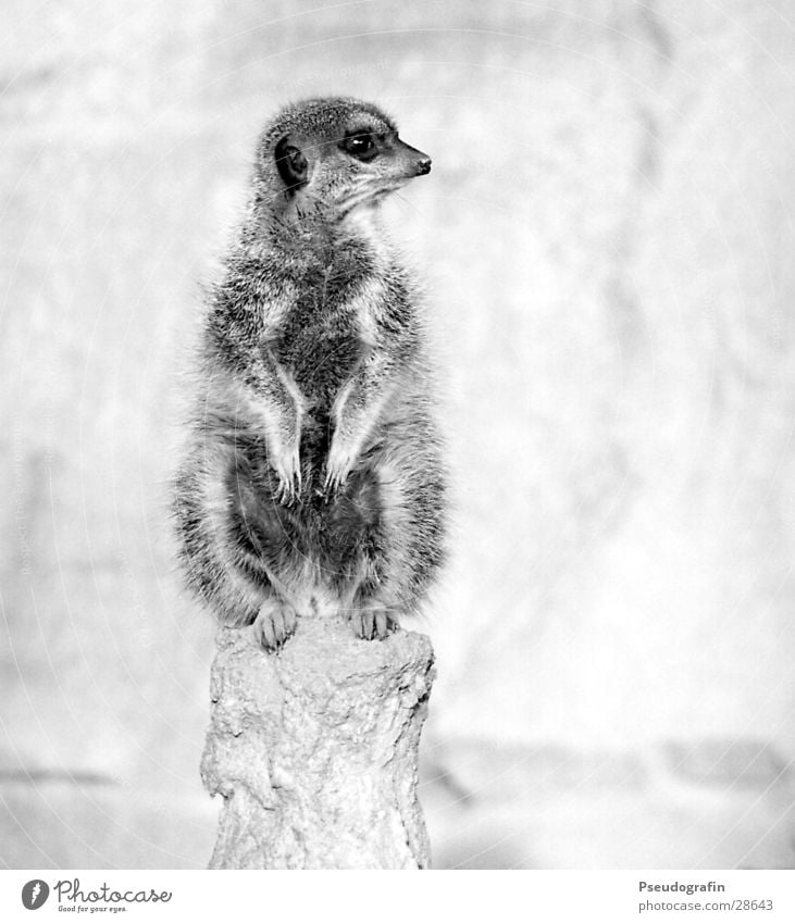 Erdmann looks left. Zoo Wild animal Paw 1 Animal Observe Looking Sit Fat Cuddly Cute Meerkat Black & white photo Exterior shot Deserted Copy Space right