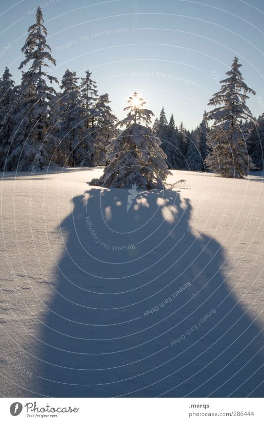 enlightenment Winter vacation Environment Nature Landscape Cloudless sky Sun Beautiful weather Tree Forest Sign Star (Symbol) Cold Idyll Transience Colour photo