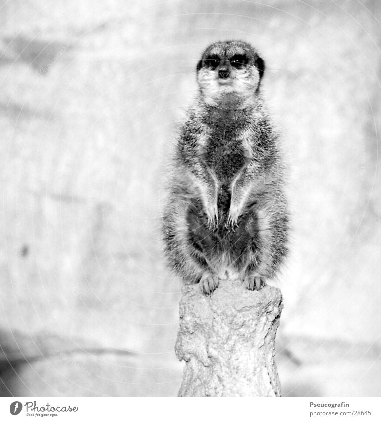 Erdmann looks straight ahead Zoo Wild animal 1 Animal Looking Sit Fat Cuddly Meerkat Black & white photo Exterior shot Deserted Copy Space left